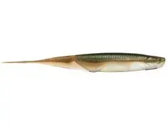 6th Sense Shindo Shad 6.0 – Green Gizzard Pattern, 6-Pack